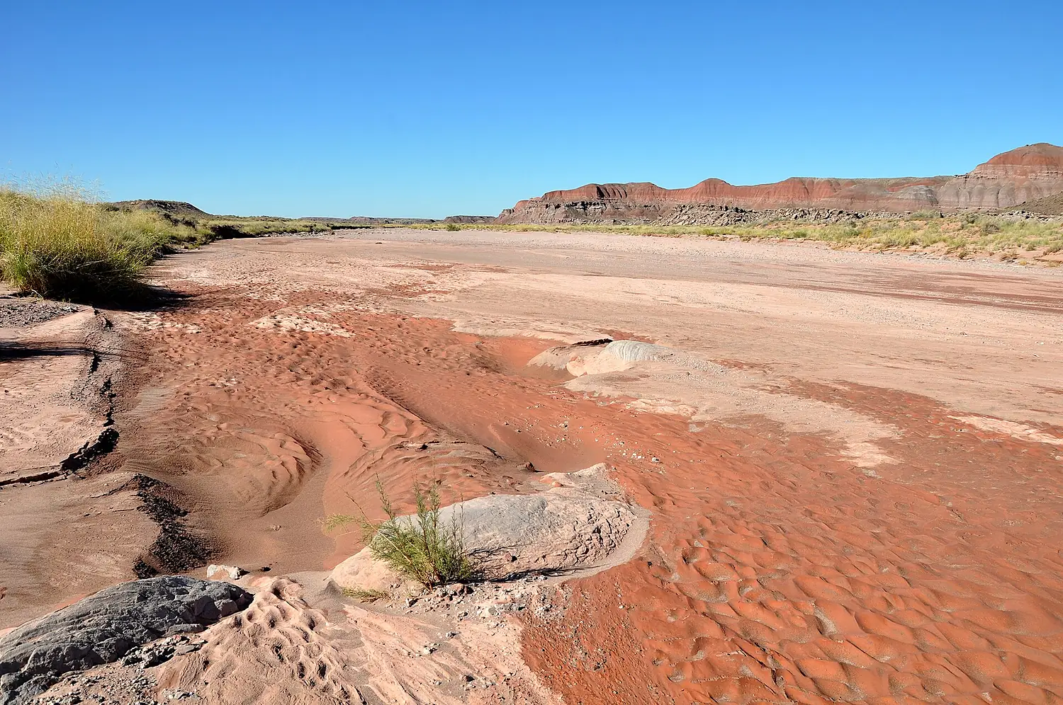 Lithodendron wash PEFO