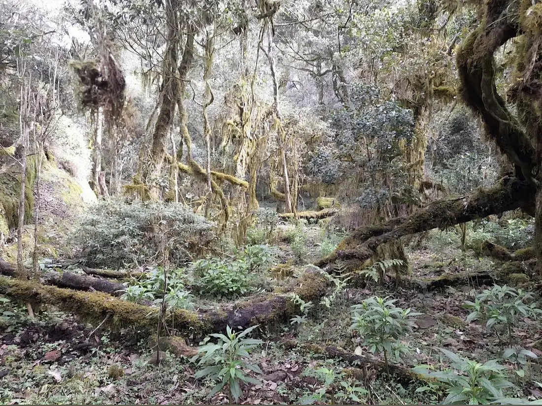 Mossy cloud forest