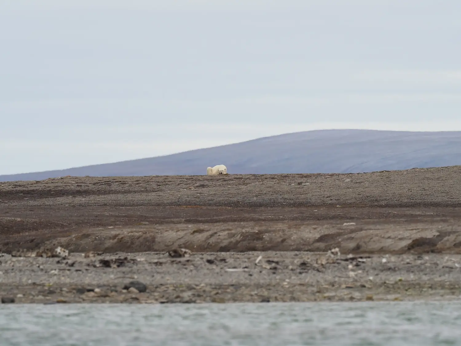 Polar Bear imported from iNaturalist photo 62748853 on 1 January 2024
