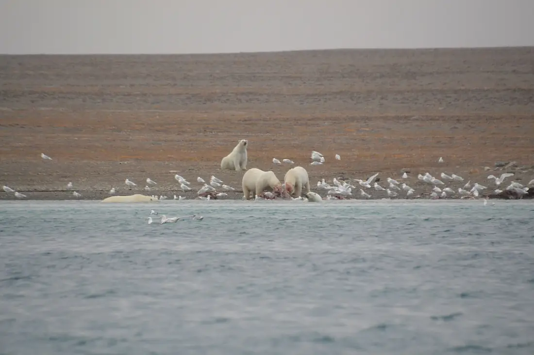 Polar Bear imported from iNaturalist photo 248221928 on 1 January 2024