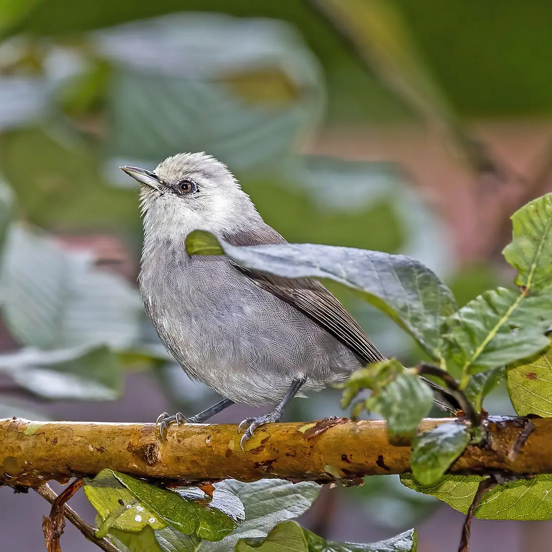 Príncipe speirops (Zosterops leucophaeus)
