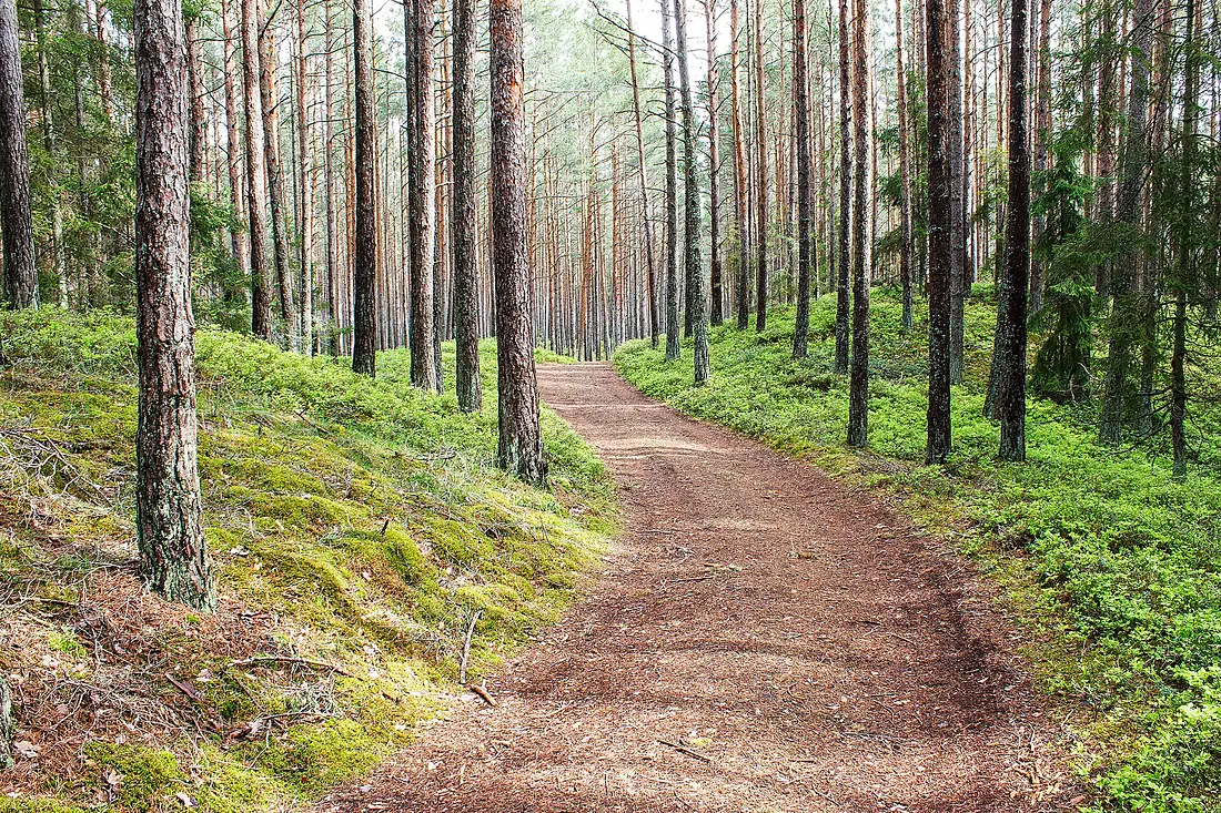 Forest path, Ruhnu, Estonia