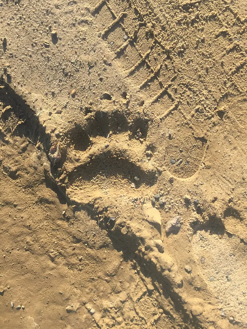 A bear trail near the school fence. Nekrasovka, Sakhalin Oblast. 01