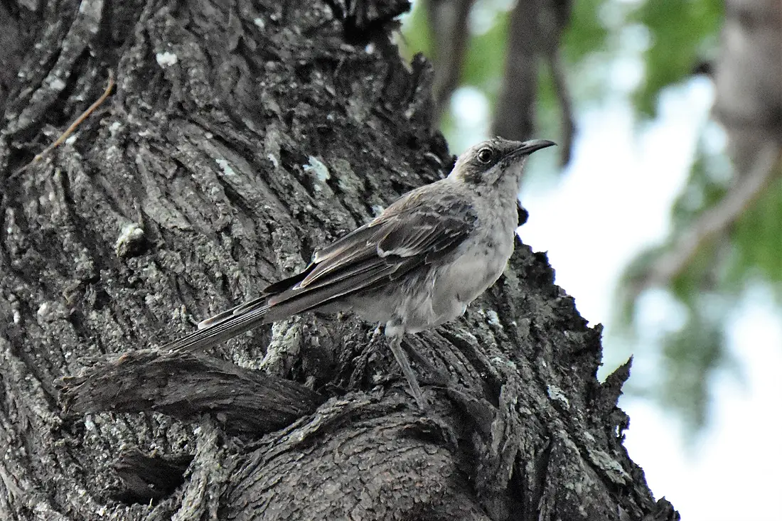 2022-05-22 Mockingbird San Cristóbal Galápagos 0639