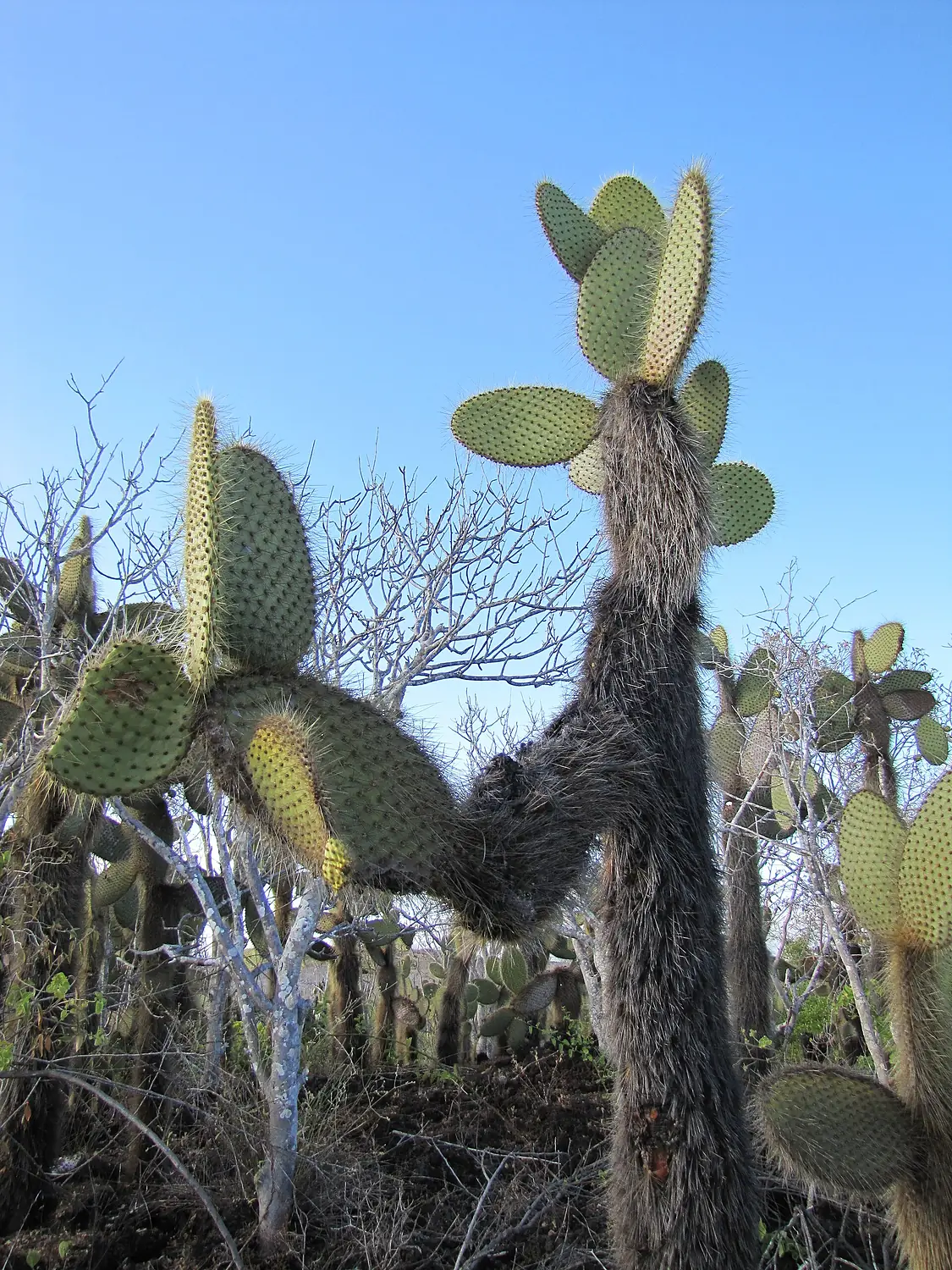 Cacti - Santa Cruz Dragon Hill - Galapagos Islands - Ecuador (4870626497)