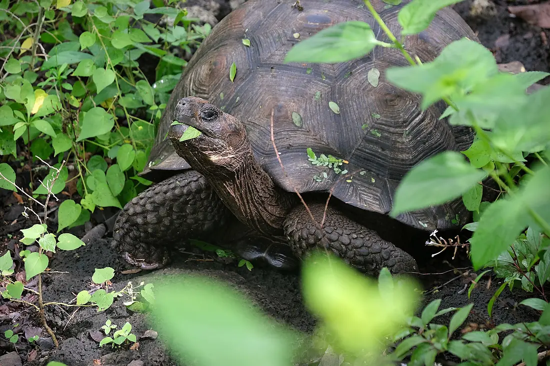 A giant Galápagos tortoise (Chelonoidis niger donfaustoi)