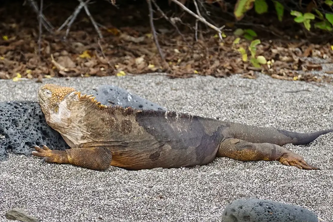 Land Iguana Basking in the Sun on Santiago Island Galápagos