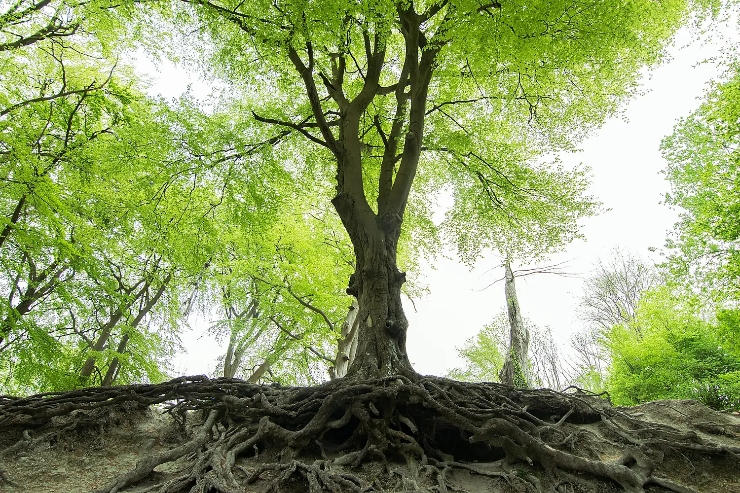 2017-05 South Downs National Park - tree roots