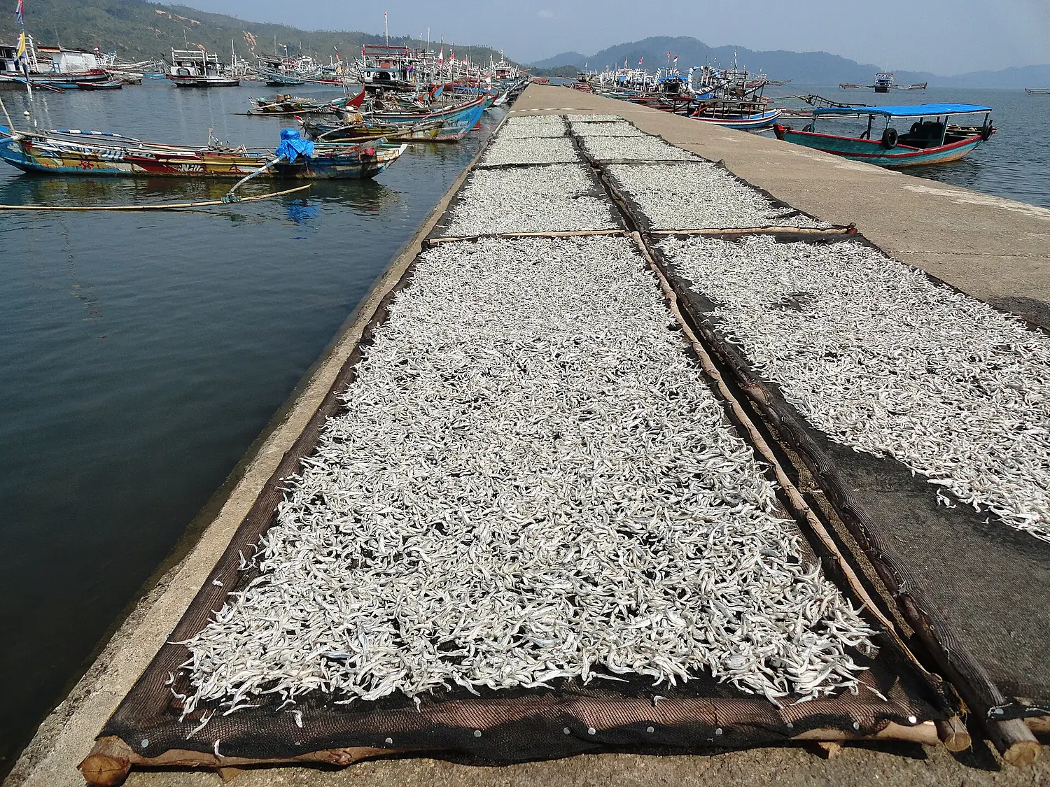 Corokok, West Sumatra, Indonesia (9714174375)