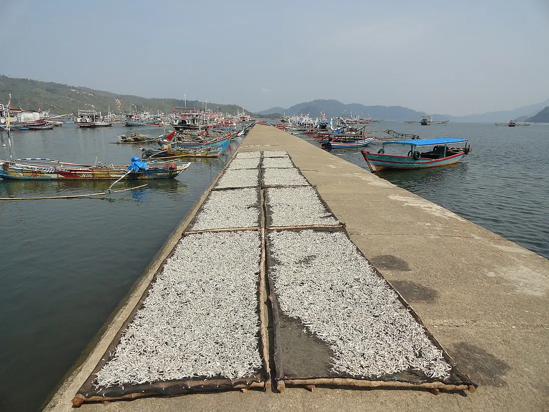 Corokok, West Sumatra, Indonesia (9714174509)