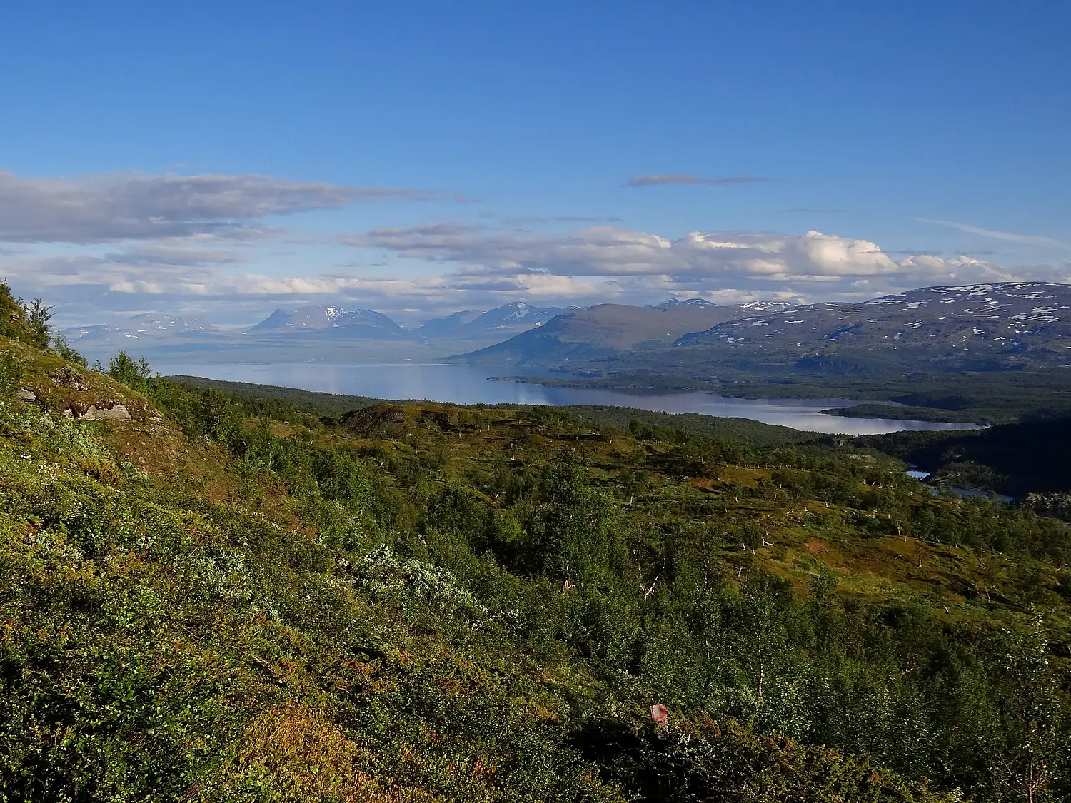 Tornetresk fra Rohkunborri