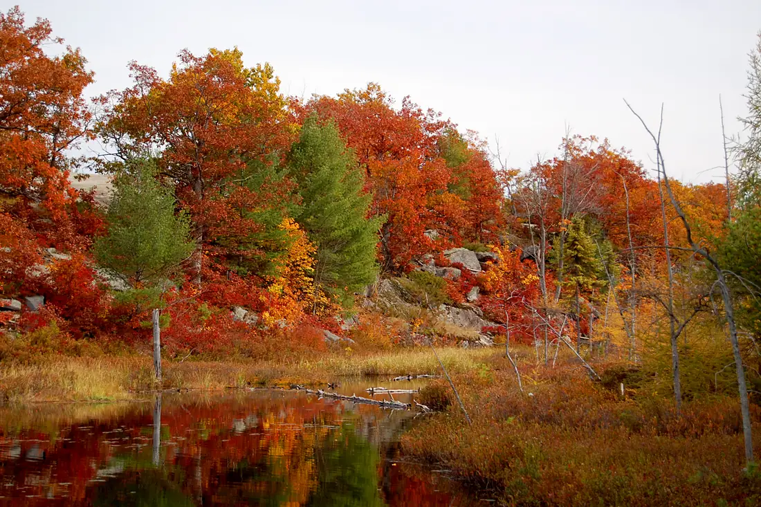 Trees by the river at the Torrance Barrens Conservation Area