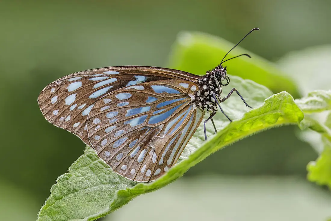 Samoan blue tiger (Tirumala hamata melittula) male underside Upolu
