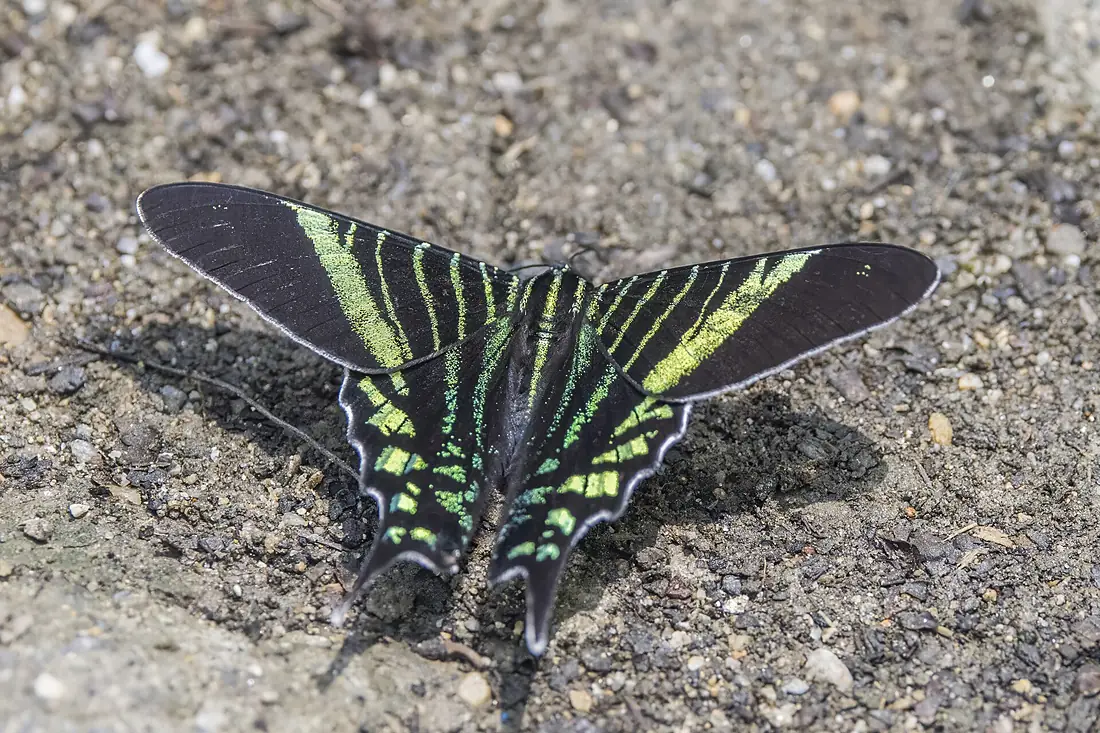 Urania swallowtail moth (Urania fulgens) Antioquia