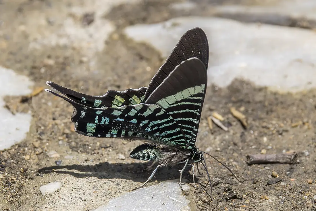 Urania swallowtail moth (Urania fulgens) underside Antioquia