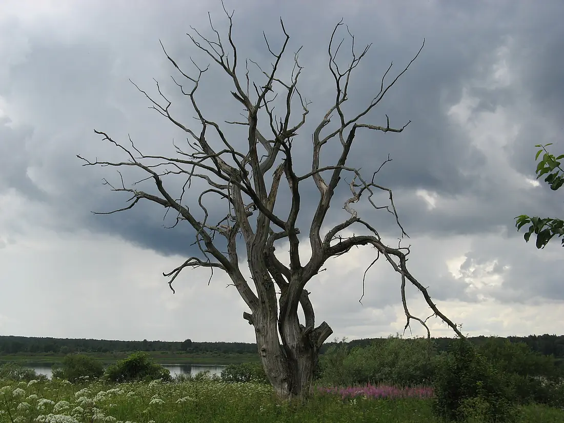 Valdayskaya vozvyshennost 02