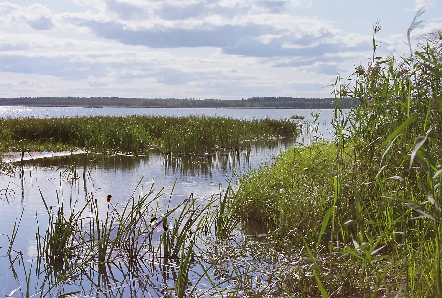 Rõngu jõe suue 2007