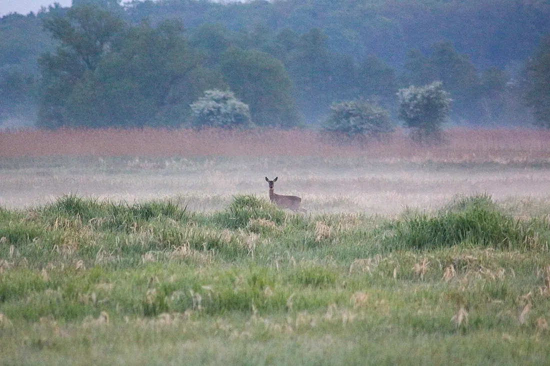Roe deer in morning mist Lower Havel Valley