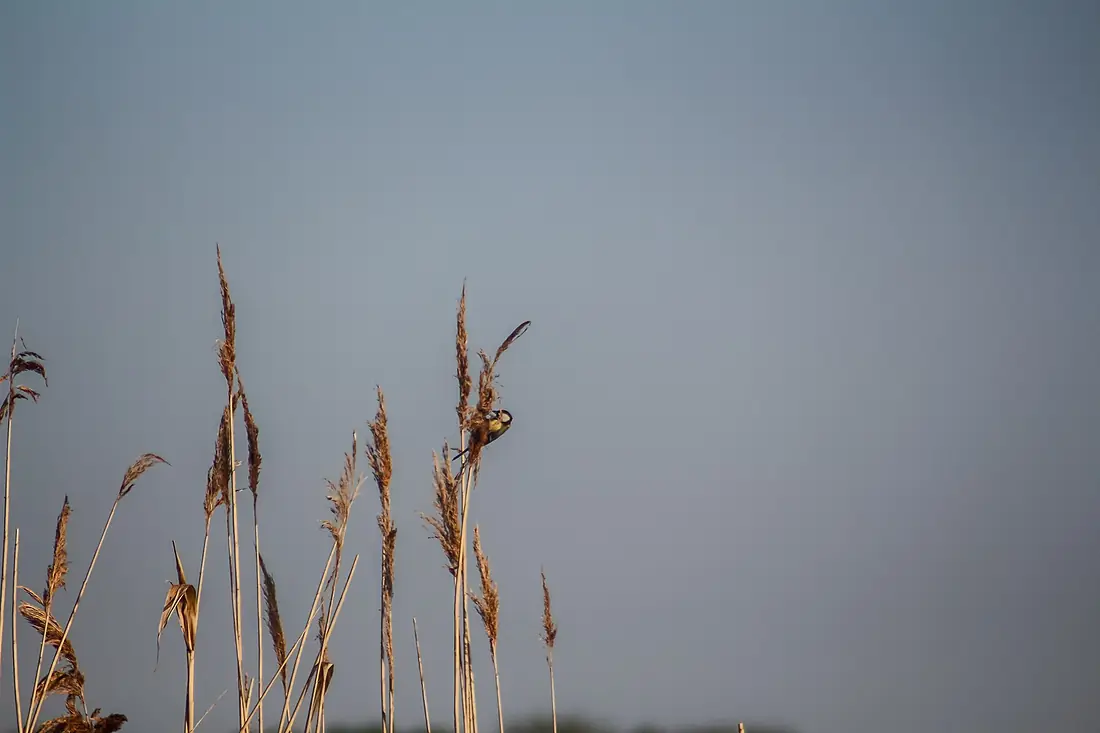 Great tit on common reed Westhavelland Nature Park